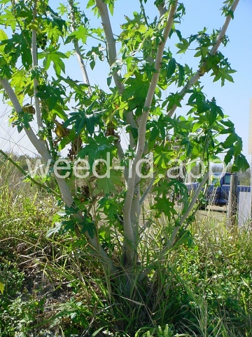 castorbean